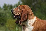 BASSET HOUND 024